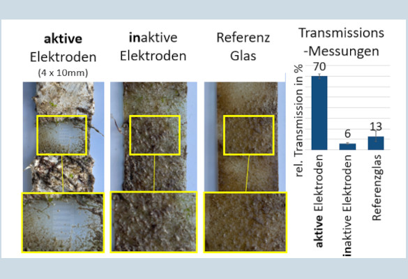 Glas-Prüfkörper nach 36 Tagen in Dauertauchzone auf Helgoland