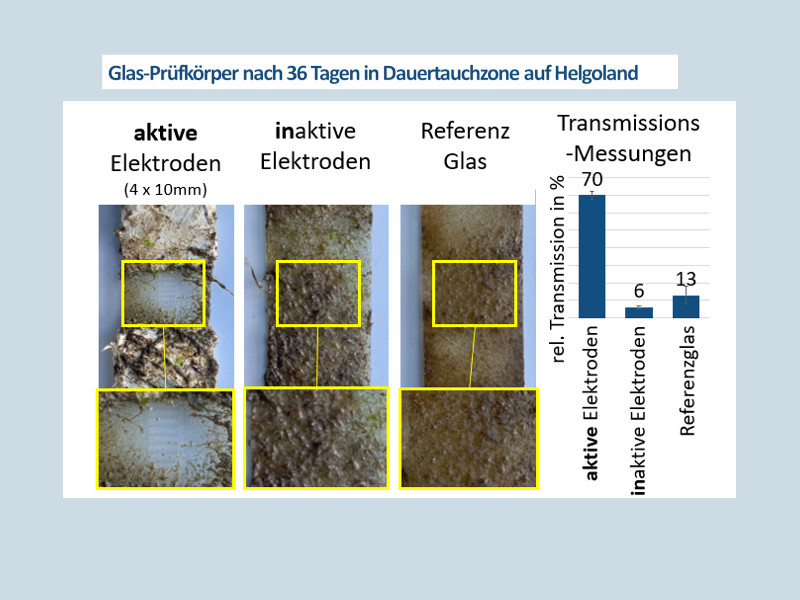 Glas-Prüfkörper nach 36 Tagen in Dauertauchzone auf Helgoland 